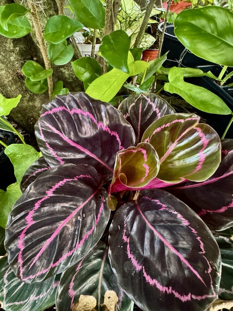 Calathea Prayer Plant Live Houseplant – Vibrant Foliage Indoor Decor - Image 4