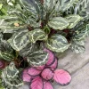 Calathea Prayer Plant Live Houseplant – Vibrant Foliage Indoor Decor - Image 1