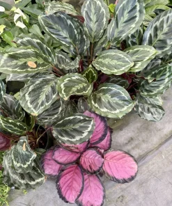 Calathea Prayer Plant Live Houseplant – Vibrant Foliage Indoor Decor - Image 1