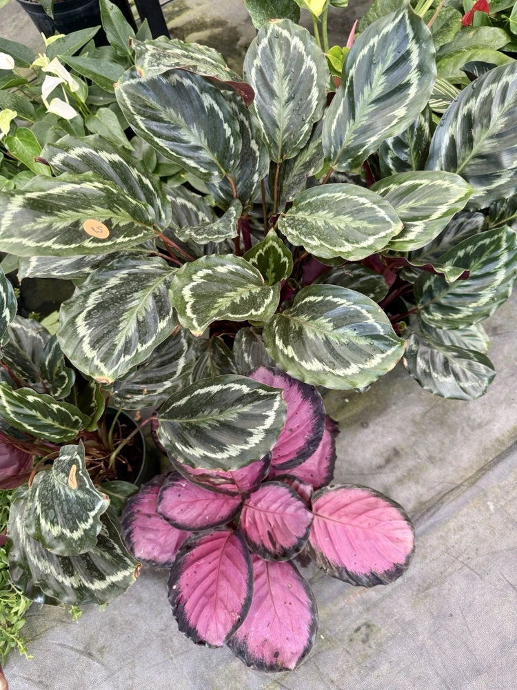 Calathea Prayer Plant Live Houseplant – Vibrant Foliage Indoor Decor - Image 1