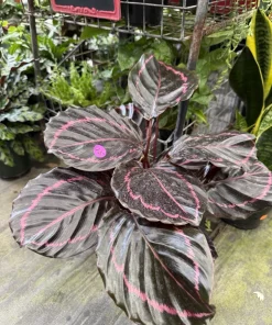 Calathea Roseopicta 'Dottie' Live Plant – Tropical Prayer Plant – Indoor Houseplant - Image 2