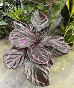 Calathea Roseopicta 'Dottie' Live Plant – Tropical Prayer Plant – Indoor Houseplant - Image 1