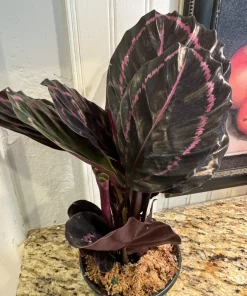Calathea Roseopicta Live Plant – Rose Painted Prayer Plant – Tropical Houseplant – Indoor - Image 2