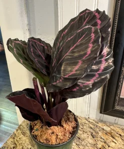 Calathea Roseopicta Live Plant – Rose Painted Prayer Plant – Tropical Houseplant – Indoor - Image 3