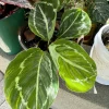 Calathea Roseopicta Live Plant - Rose Painted Prayer Plant - Indoor Houseplant - Image 1