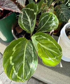 Calathea Roseopicta Live Plant - Rose Painted Prayer Plant - Indoor Houseplant - Image 1