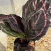 Calathea Roseopicta Live Plant – Rose Painted Prayer Plant – Tropical Houseplant – Indoor - Image 1
