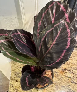 Calathea Roseopicta Live Plant – Rose Painted Prayer Plant – Tropical Houseplant – Indoor - Image 1