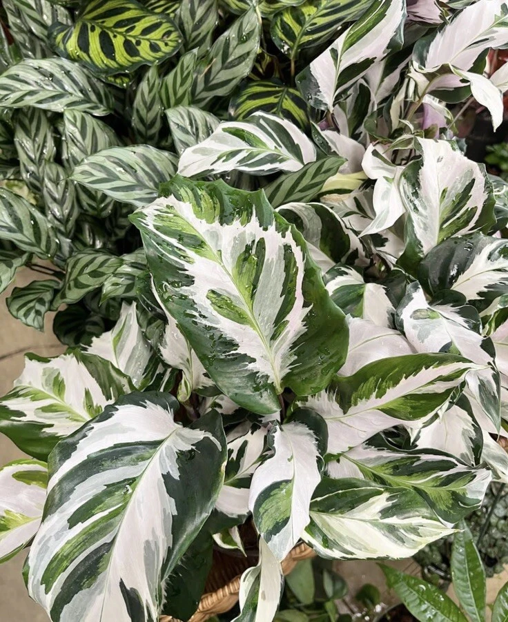 Calathea Stella Live Plant - Decorative Indoor Foliage Houseplant - Image 1