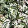 Calathea Stella Live Plant - Rare Variegated Prayer Plant Indoor Houseplant - Image 1