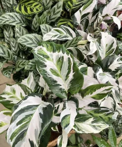 Calathea Stella Live Plant - Rare Variegated Prayer Plant Indoor Houseplant - Image 1