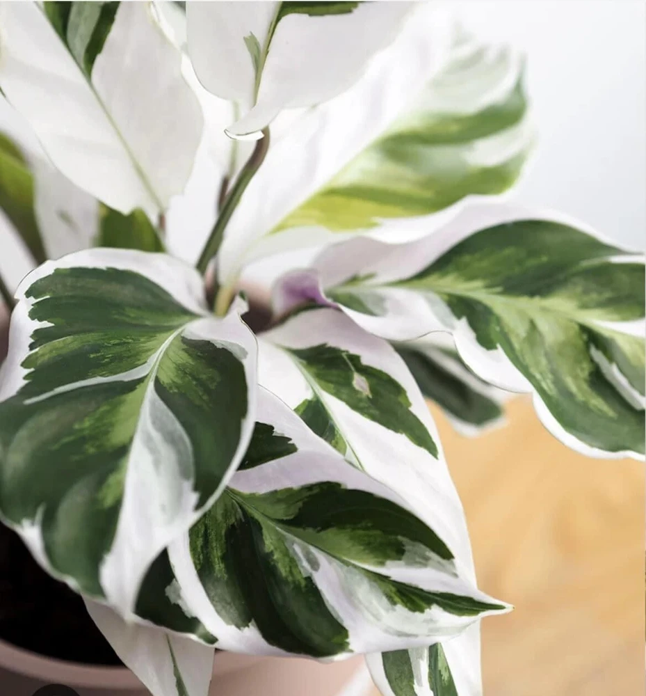 Calathea White Fusion Live Plant - Potted Houseplant for Indoors - Image 2