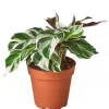 Calathea White Fusion Live Plant - Potted Houseplant for Indoors - Image 1