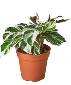 Calathea White Fusion Live Plant - Potted Houseplant for Indoors - Image 1