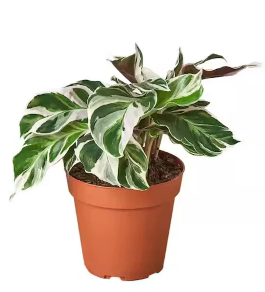 Calathea White Fusion Live Plant - Potted Houseplant for Indoors - Image 1