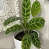 Calathea Zebrina Live Plant – Indoor Houseplant with Bold Foliage - Image 1