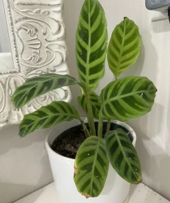 Calathea Zebrina Live Plant – Indoor Houseplant with Bold Foliage - Image 1
