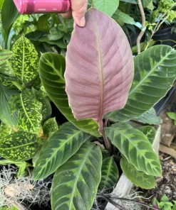 Calathea Zebrina Live Plant – Zebra Plant Houseplant – Indoor Foliage - Image 2