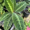 Calathea Zebrina Live Plant – Zebra Plant Houseplant – Indoor Foliage - Image 1