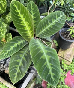 Calathea Zebrina Live Plant – Zebra Plant Houseplant – Indoor Foliage - Image 1