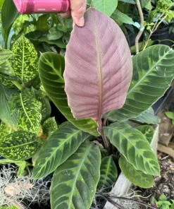 Calathea Zebrina Live Plant – Zebra Prayer Plant – Potted Houseplant – Indoor - Image 2
