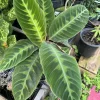 Calathea Zebrina Live Plant – Zebra Prayer Plant – Potted Houseplant – Indoor - Image 1