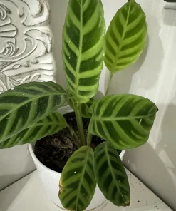 Calathea Zebrina Live Plant - Zebra Prayer Plant Tropical Houseplant - Image 2