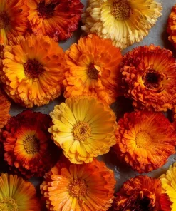 Calendula Pacific Beauty Mix Seeds - Heirloom Pot Marigold, 50+ Seeds, Edible Flowers - Image 2