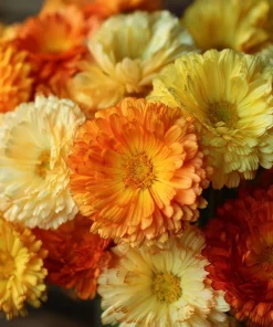 Calendula Pacific Beauty Mix Seeds - Heirloom Pot Marigold, 50+ Seeds, Edible Flowers - Image 3