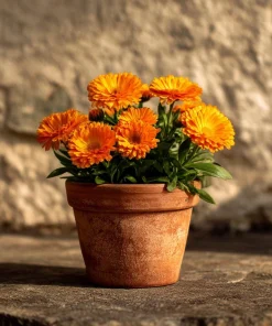 Calendula Pacific Beauty Mix Seeds - Heirloom Pot Marigold, 50+ Seeds, Edible Flowers - Image 4