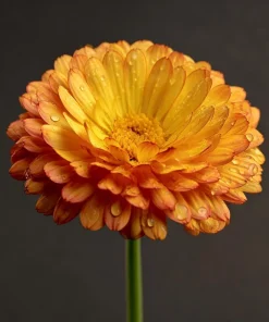 Calendula Pacific Beauty Mix Seeds - Heirloom Pot Marigold, 50+ Seeds, Edible Flowers - Image 5
