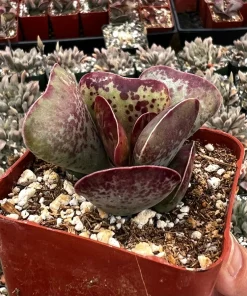 Calico Hearts Succulent Live Plant – Rare Heart Plant in 3 inch Pot – Indoor - Image 2