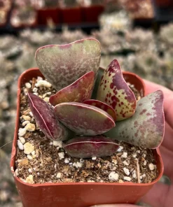 Calico Hearts Succulent Live Plant – Rare Heart Plant in 3 inch Pot – Indoor - Image 3