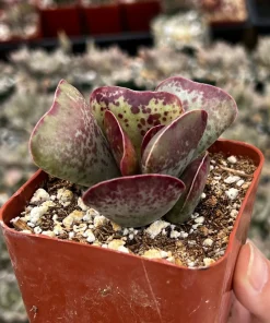 Calico Hearts Succulent Live Plant – Rare Heart Plant in 3 inch Pot – Indoor - Image 4