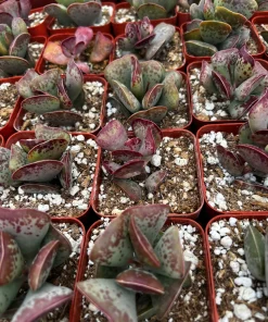 Calico Hearts Succulent Live Plant – Rare Heart Plant in 3 inch Pot – Indoor - Image 5