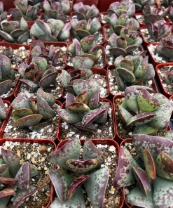 Calico Hearts Succulent Live Plant – Rare Heart Plant in 3 inch Pot – Indoor - Image 6