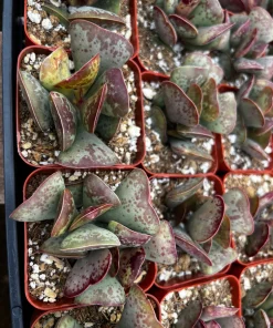 Calico Hearts Succulent Live Plant – Rare Heart Plant in 3 inch Pot – Indoor - Image 7