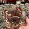 Calico Hearts Succulent Live Plant – Rare Heart Plant in 3 inch Pot – Indoor - Image 1