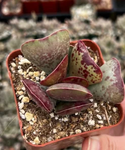 Calico Hearts Succulent Live Plant – Rare Heart Plant in 3 inch Pot – Indoor - Image 1