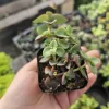 Calico Kitten Crassula Trailing Succulent Plant – 2 inch Pot - Image 1