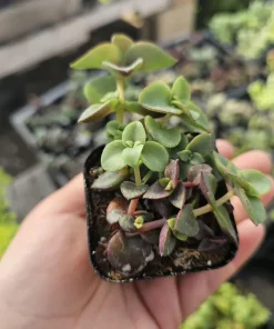 Calico Kitten Crassula Trailing Succulent Plant – 2 inch Pot - Image 1