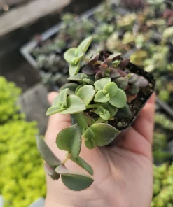 Calico Kitten Crassula Trailing Succulent Plant – 2 inch Pot - Image 3