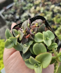 Calico Kitten Crassula Trailing Succulent Plant – 2 inch Pot - Image 4