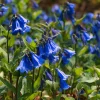 California Bluebell Seeds - 500 Phacelia campanularia Wildflower Seeds for Pollinators - Image 1