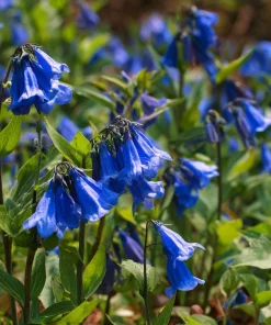 California Bluebell Seeds - 500 Phacelia campanularia Wildflower Seeds for Pollinators - Image 1