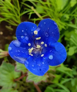 California Bluebell Seeds - 500 Phacelia campanularia Wildflower Seeds for Pollinators - Image 2