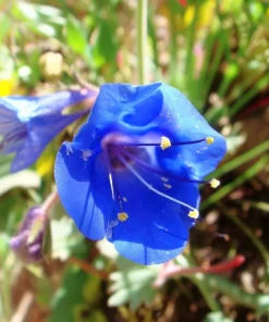 California Bluebell Seeds - 500 Phacelia campanularia Wildflower Seeds for Pollinators - Image 3