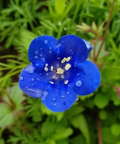 California Bluebell Seeds - 500 Phacelia campanularia Wildflower Seeds for Pollinators - Image 4
