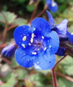 California Bluebell Seeds - 500 Phacelia campanularia Wildflower Seeds for Pollinators - Image 5