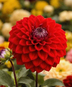 California Giant Zinnia Seeds – Heirloom Double Blooms, Vibrant Colors, 50 Seeds - Image 4